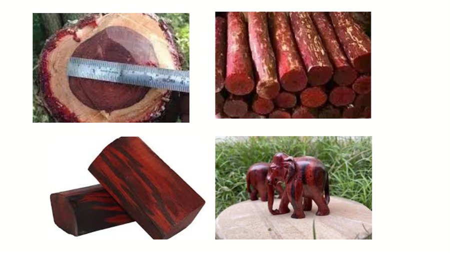 Red sandalwood product visual from the supplied presentation